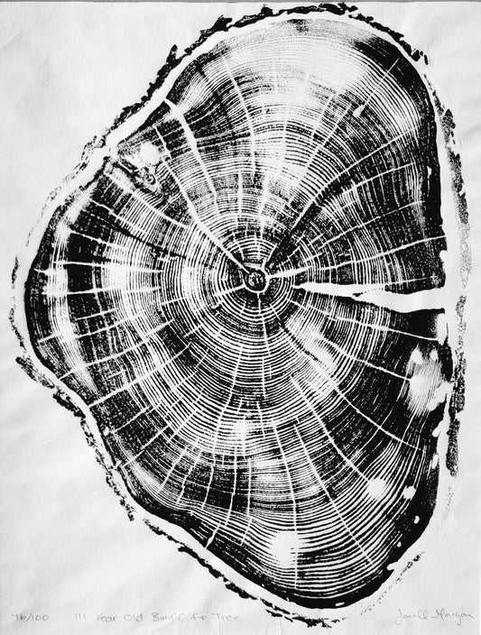 111 Year Old Banff Fir Tree