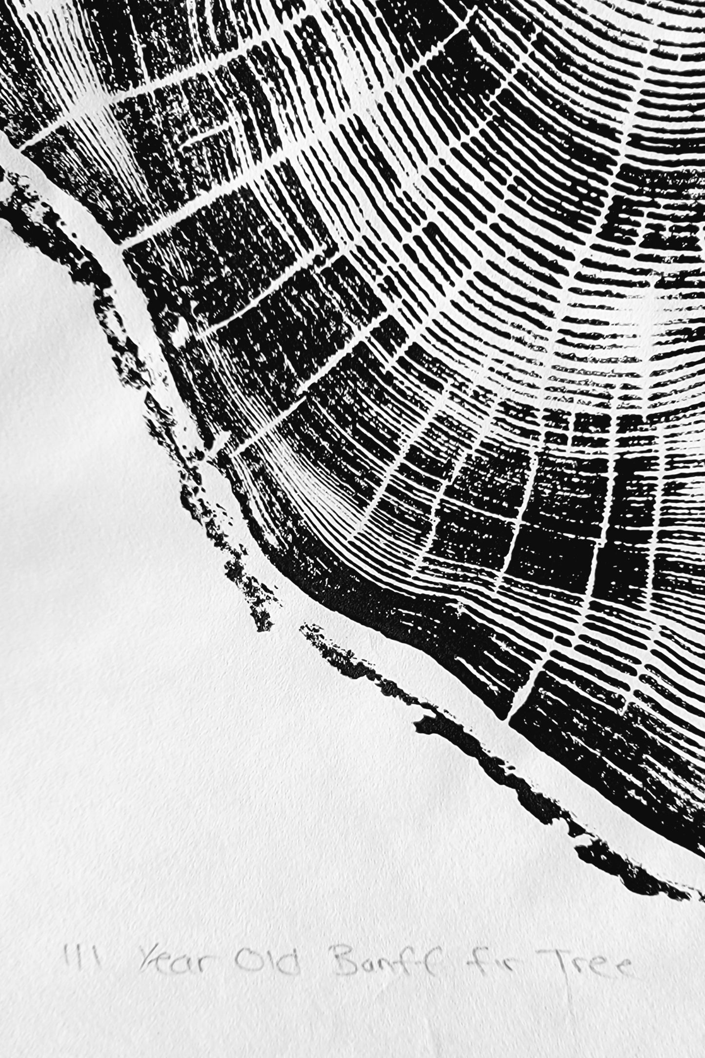 111 Year Old Banff Fir Tree
