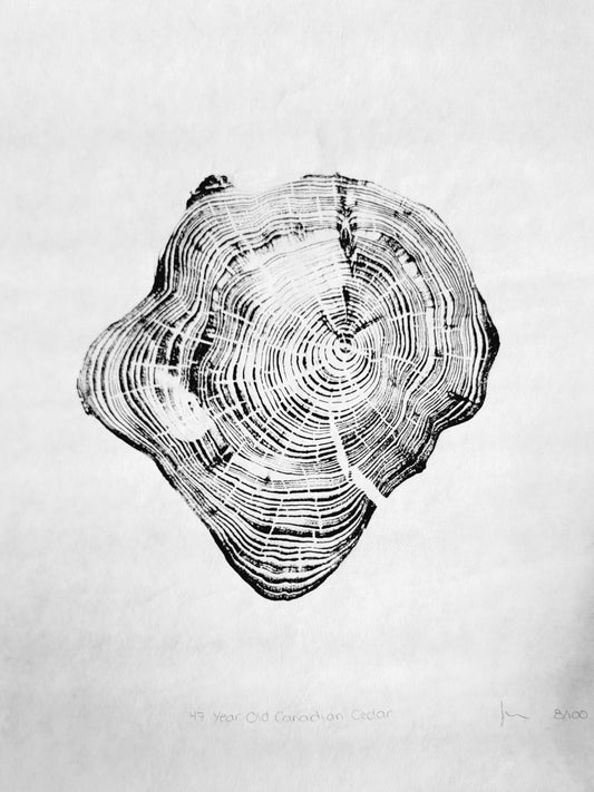 47 Year Old Canadian Cedar