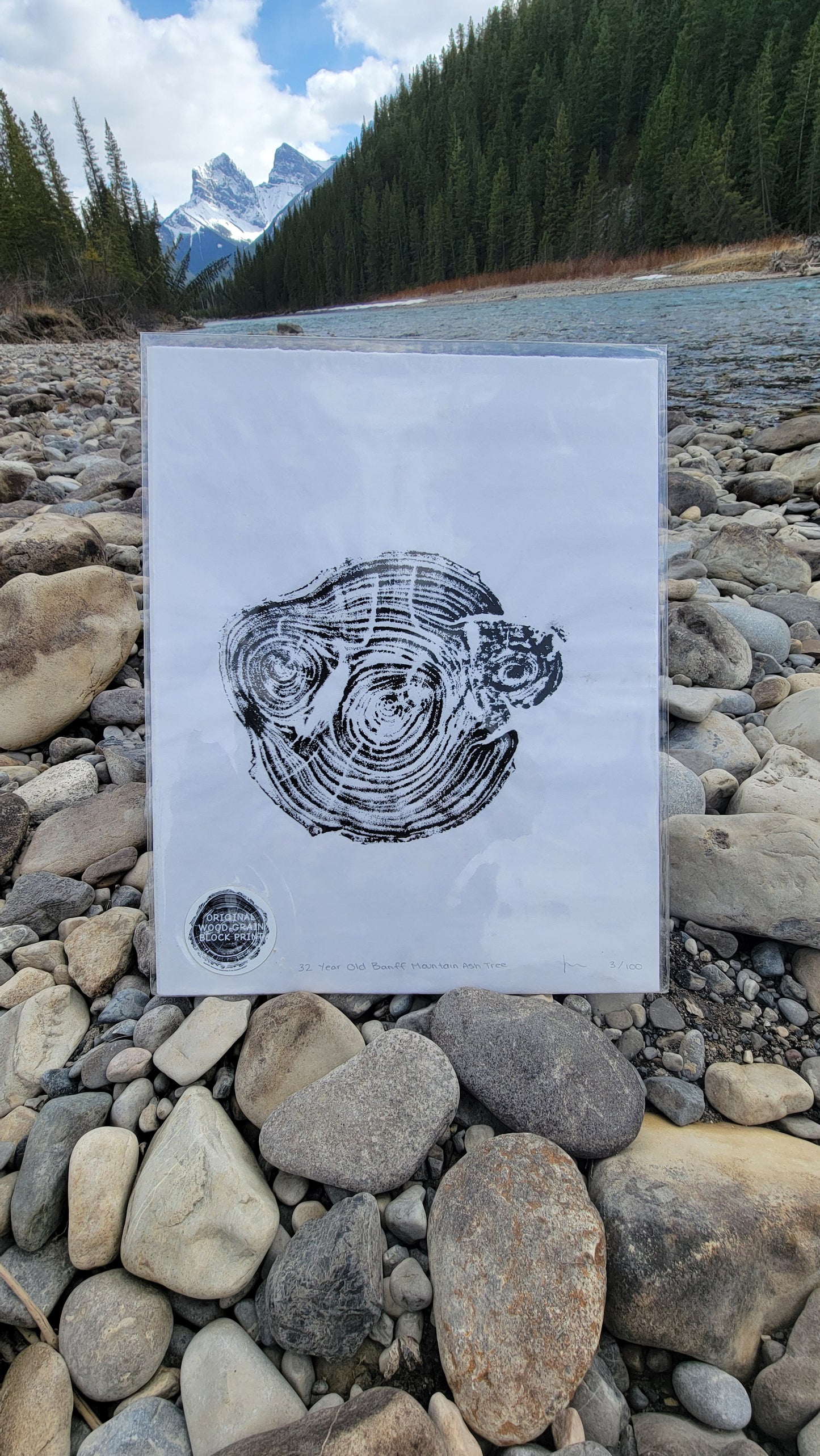 32 Year Old Banff Mountain Ash Tree