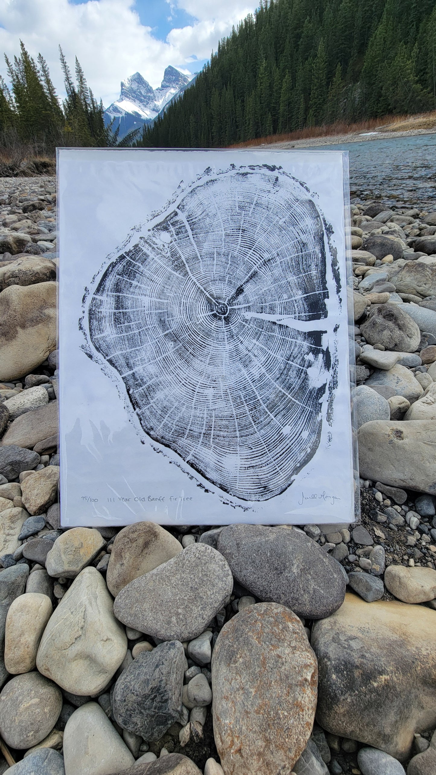 111 Year Old Banff Fir Tree