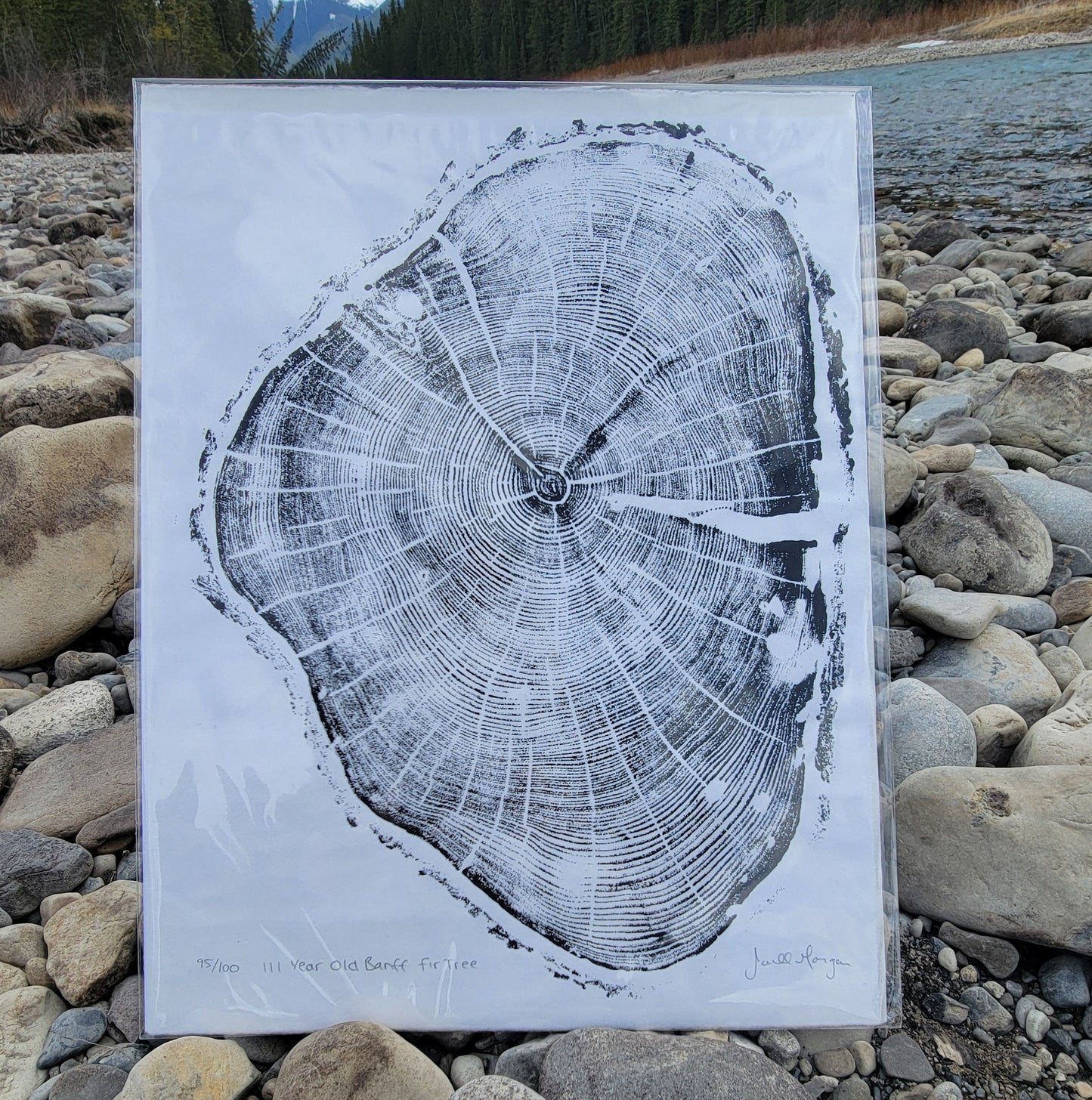 111 Year Old Banff Fir Tree