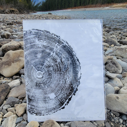 165 Year Old Canmore Spruce Tree
