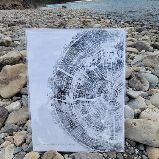 296 Year Old Banff Fir Tree