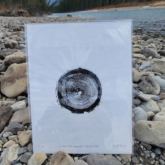 61 Year Old Canmore Spruce Tree