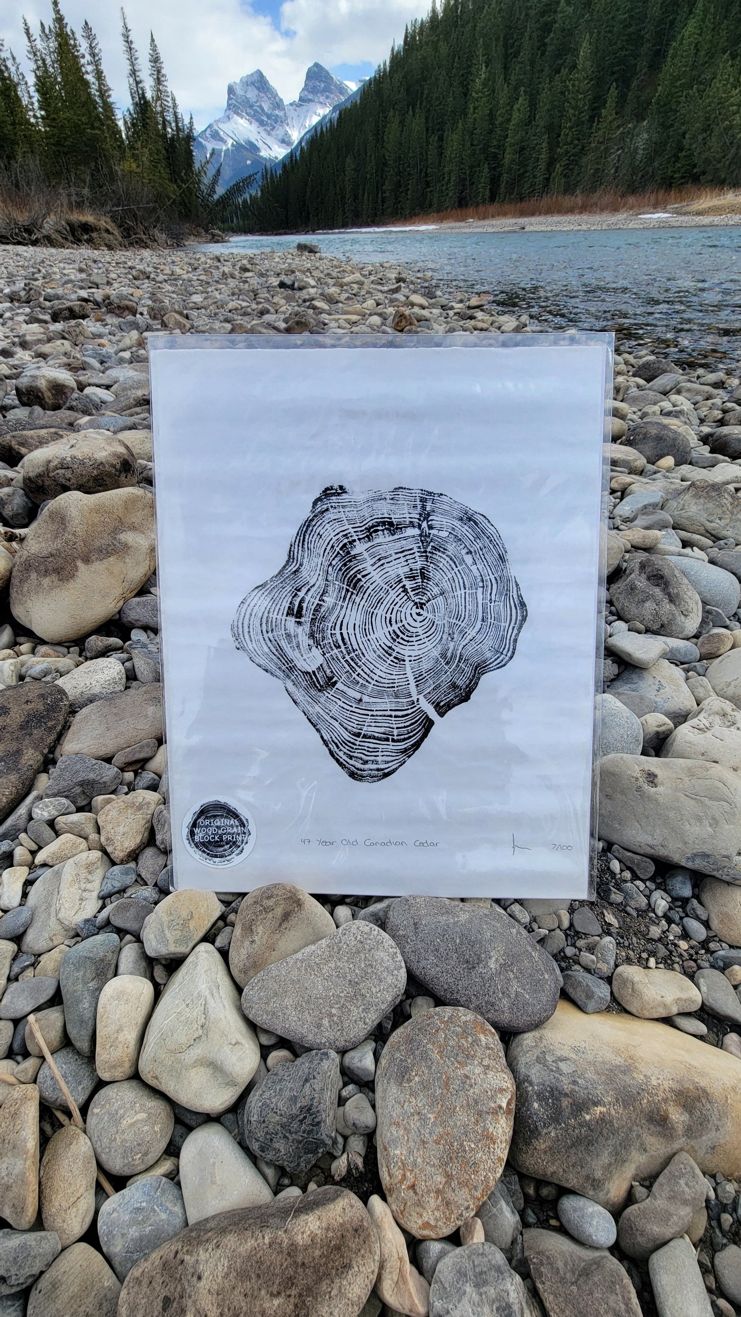 47 Year Old Canadian Cedar