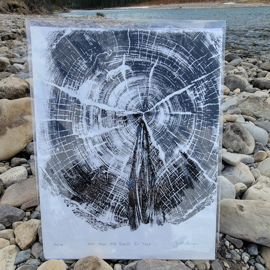 255 Year Old Banff Fir Tree