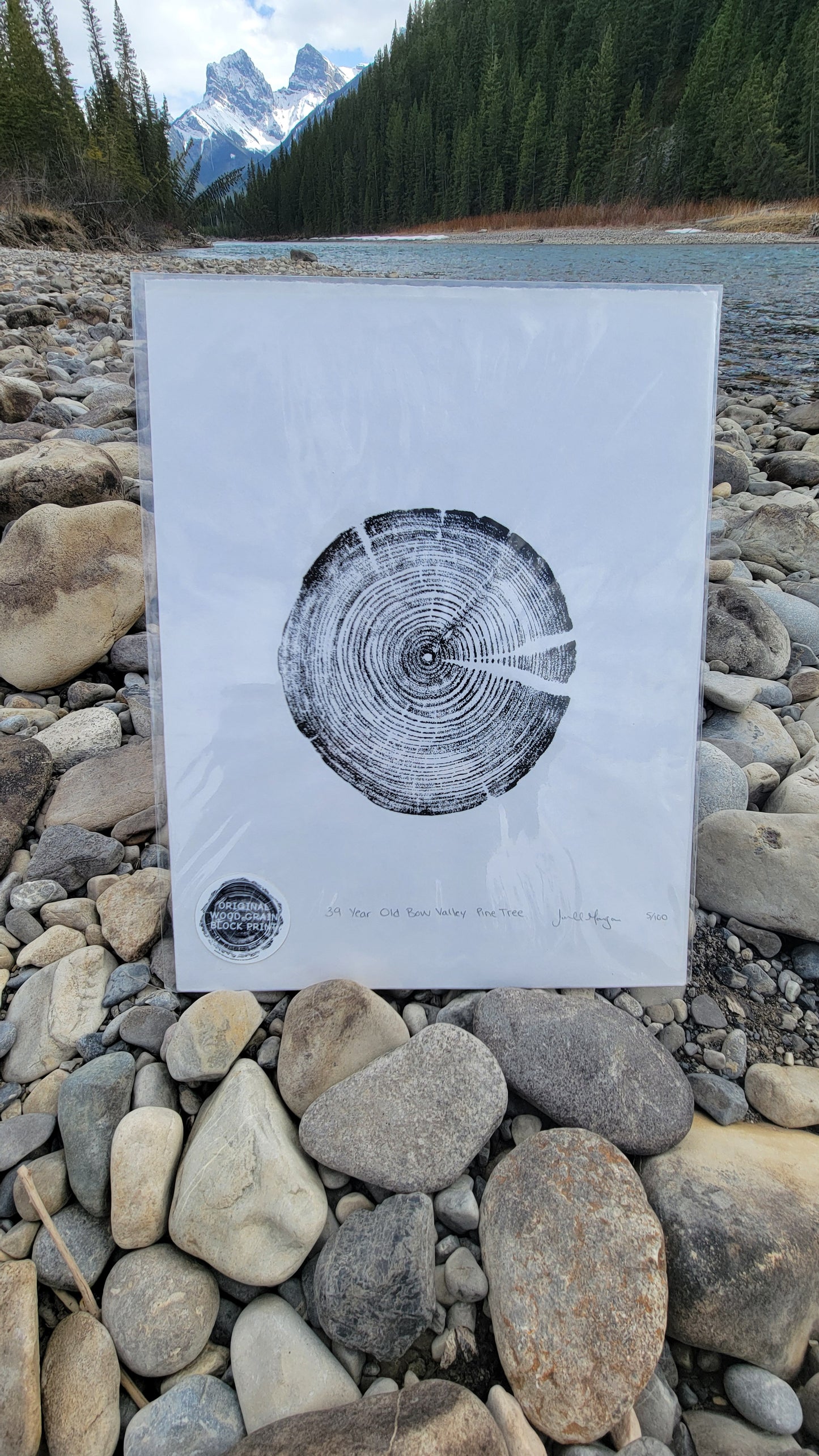 39 Year Old Bow Valley Pine Tree