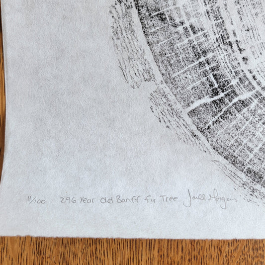 296 Year Old Banff Fir Tree