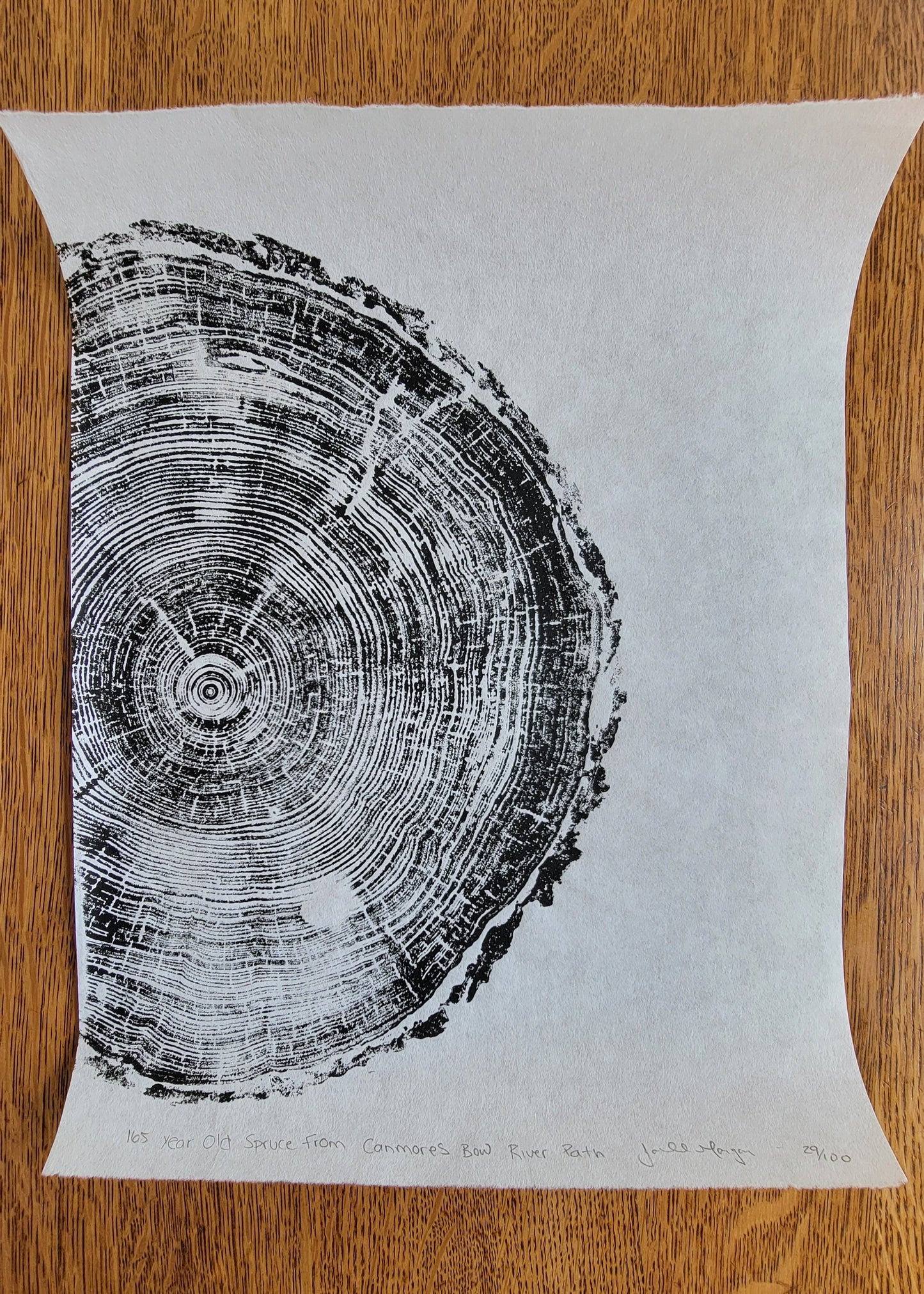 165 Year Old Canmore Spruce Tree