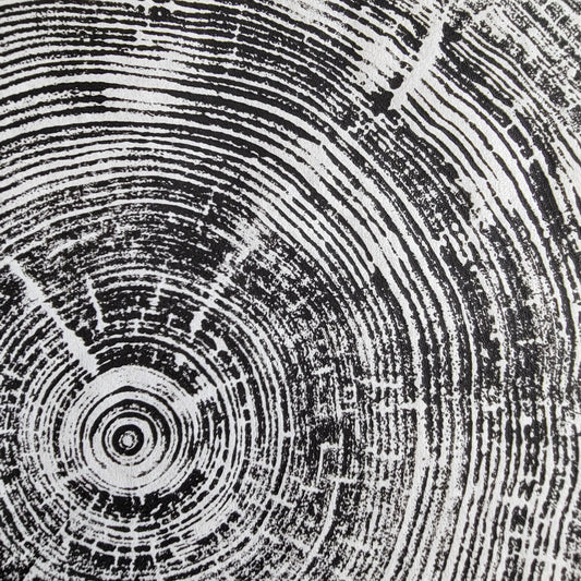 165 Year Old Canmore Spruce Tree