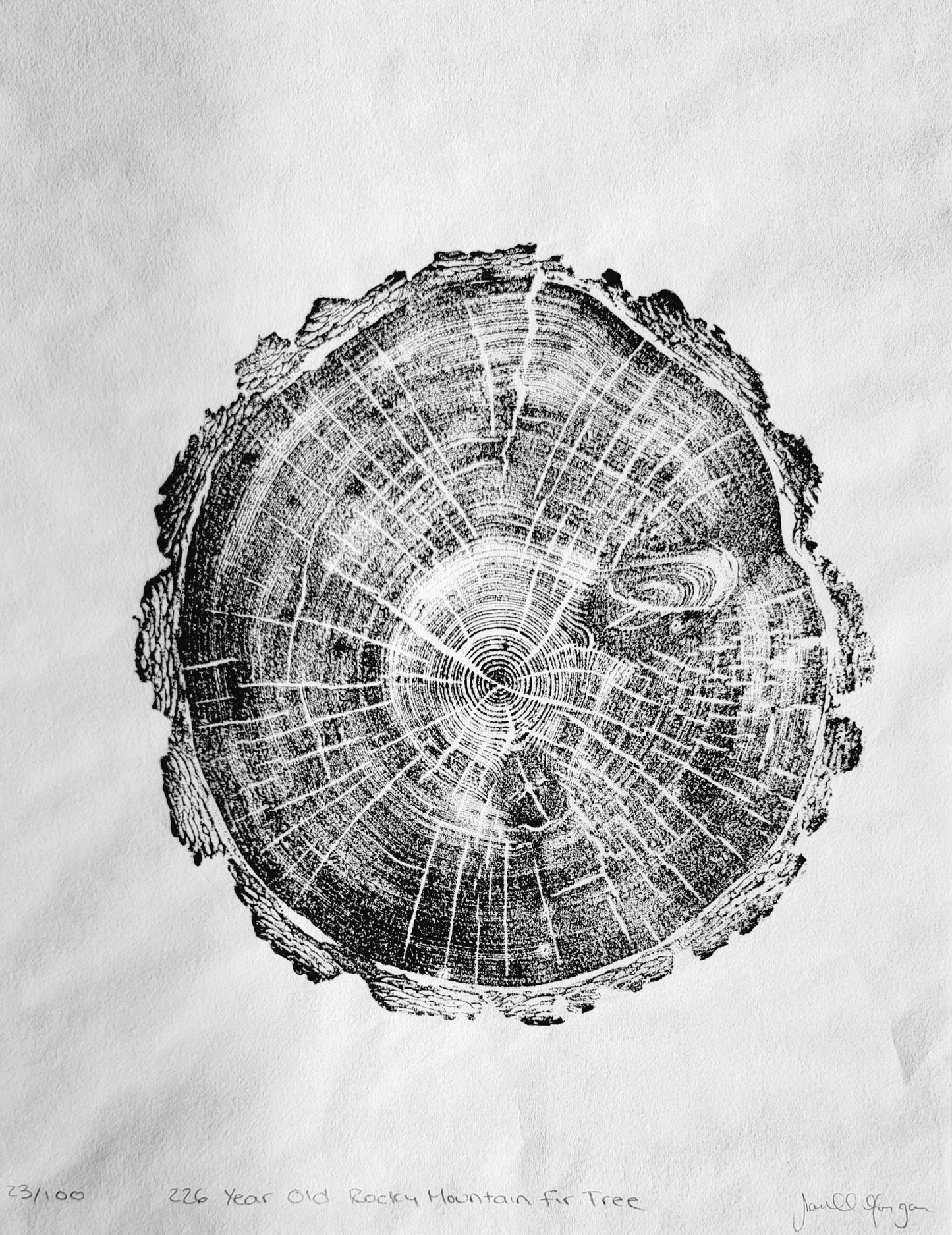 226 Year Old Rocky Mountain Fir Tree