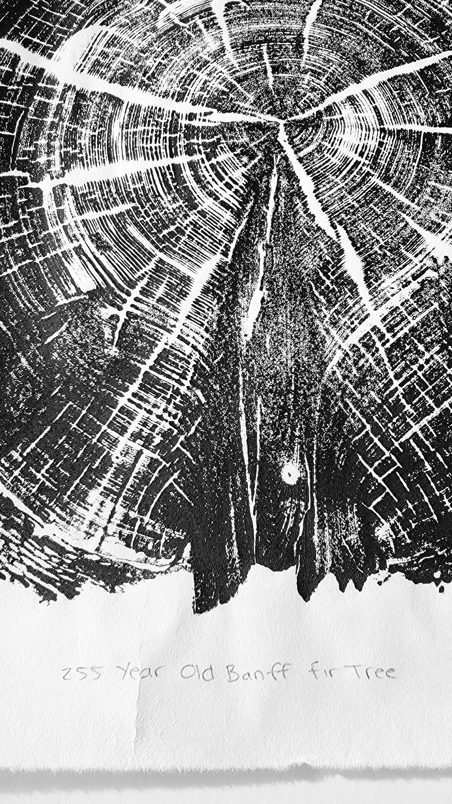 255 Year Old Banff Fir Tree
