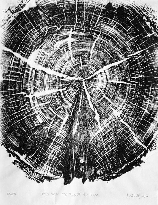 255 Year Old Banff Fir Tree