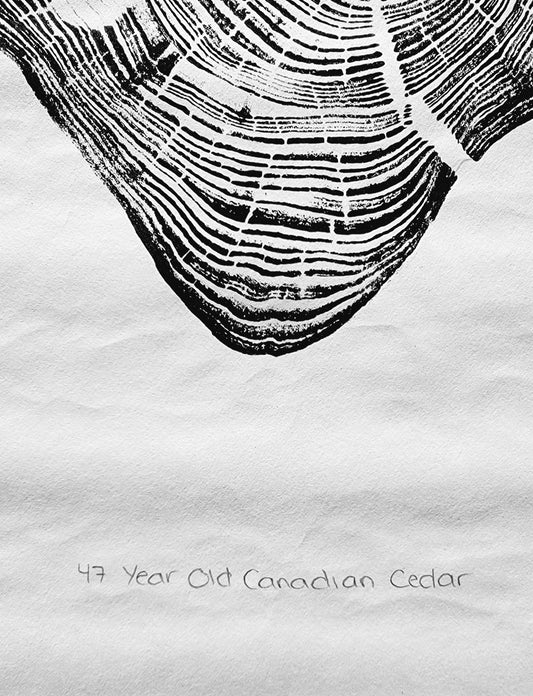 47 Year Old Canadian Cedar