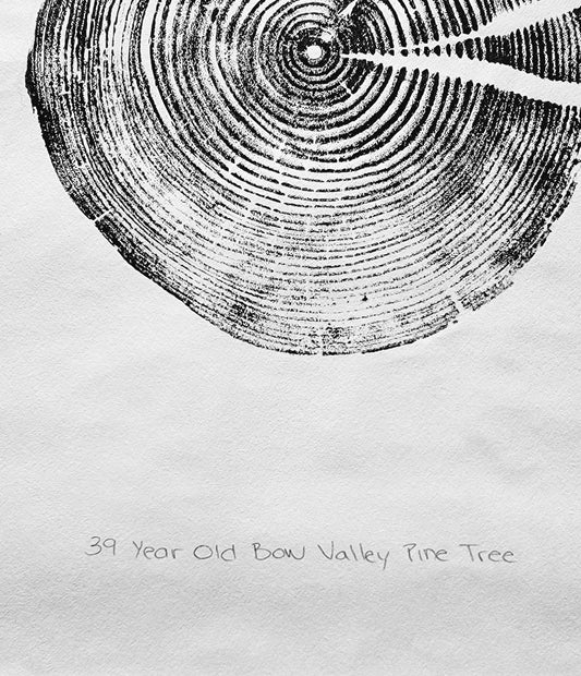 39 Year Old Bow Valley Pine Tree