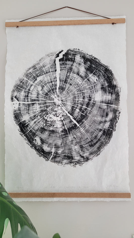 121 Year Old Canmore Fir Tree