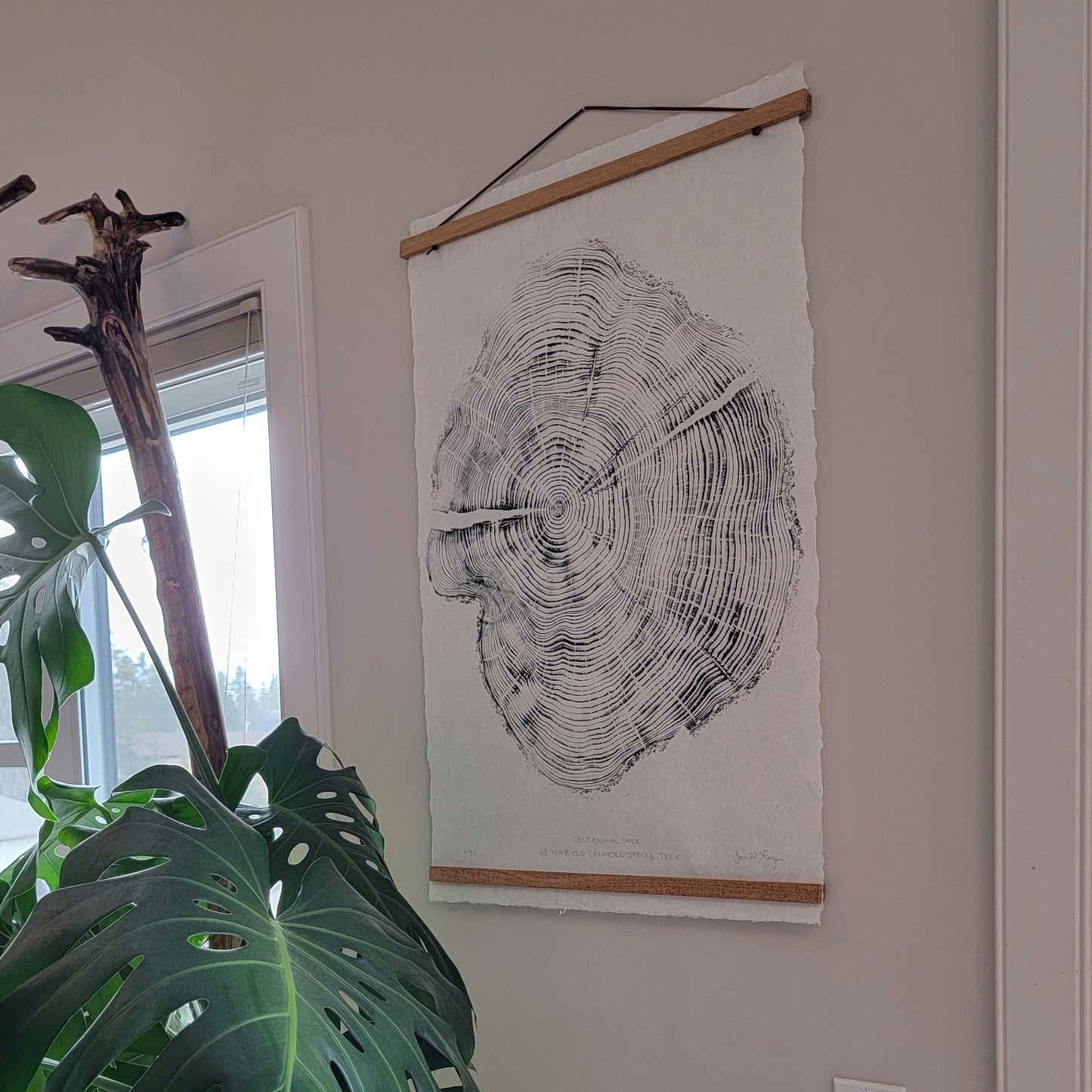 Centennial Park 63 Year Old Canmore Spruce Tree