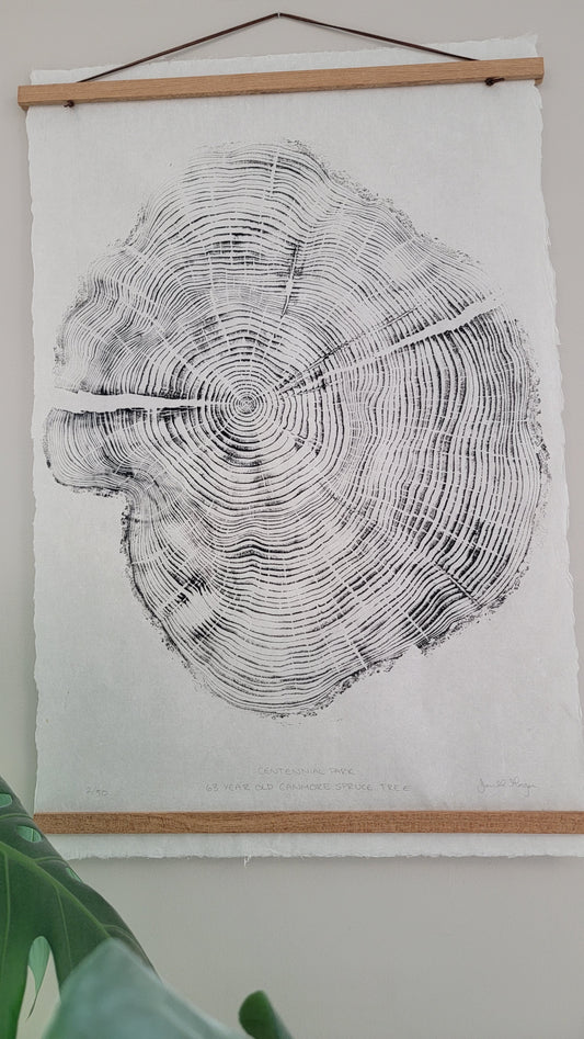 Centennial Park 63 Year Old Canmore Spruce Tree