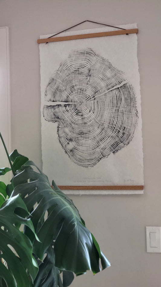 Centennial Park 63 Year Old Canmore Spruce Tree