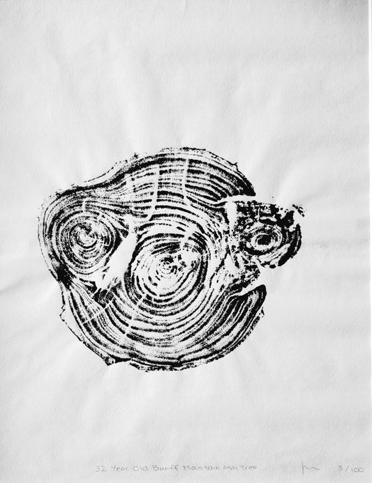 32 Year Old Banff Mountain Ash Tree