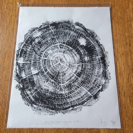 204 Year Old Canmore Fir Tree