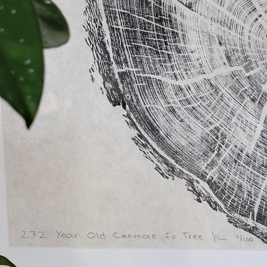 272 Year Old Canmore Fir Tree