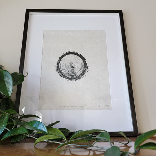 61 Year Old Canmore Spruce Tree