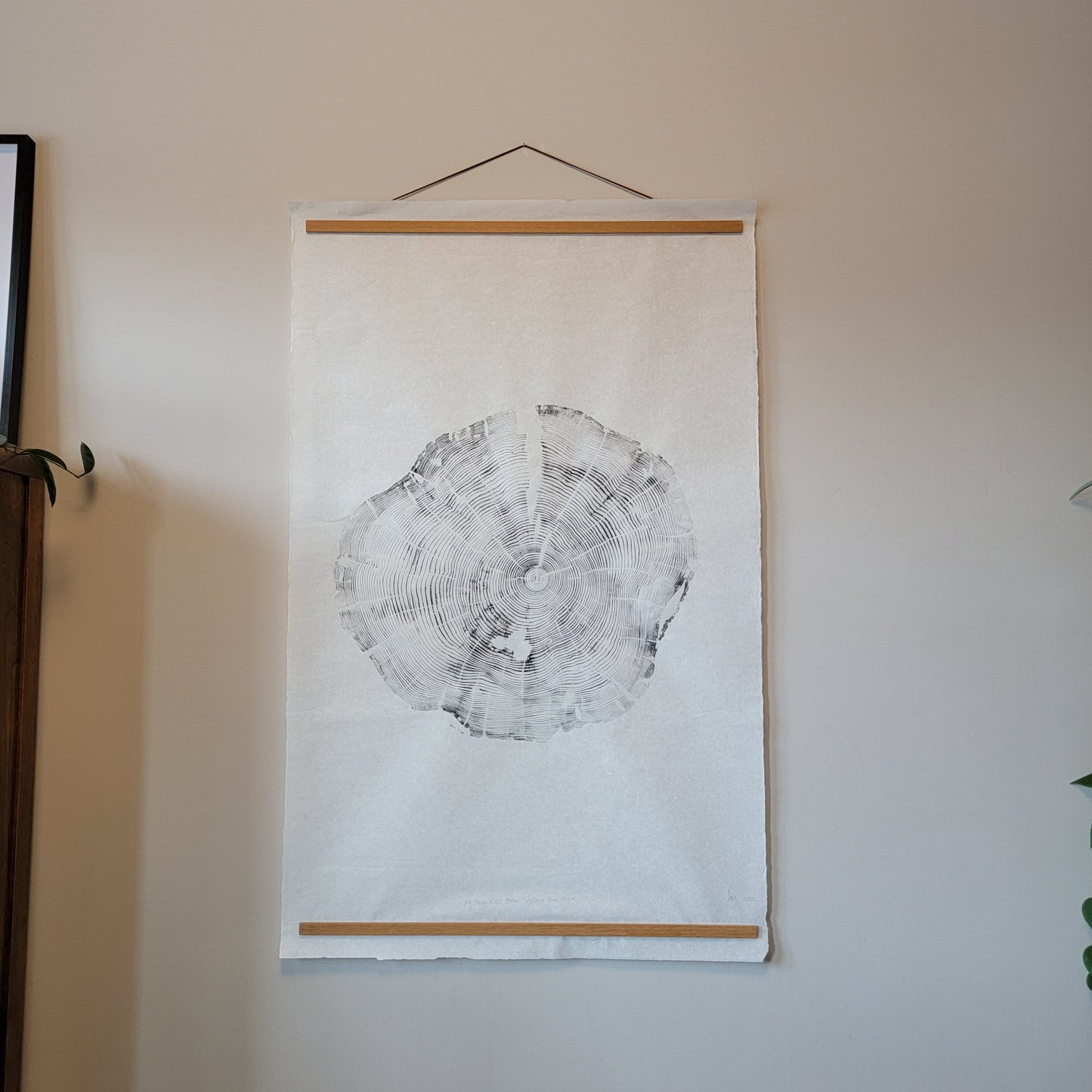 74 Year Old Bow Valley Pine Tree