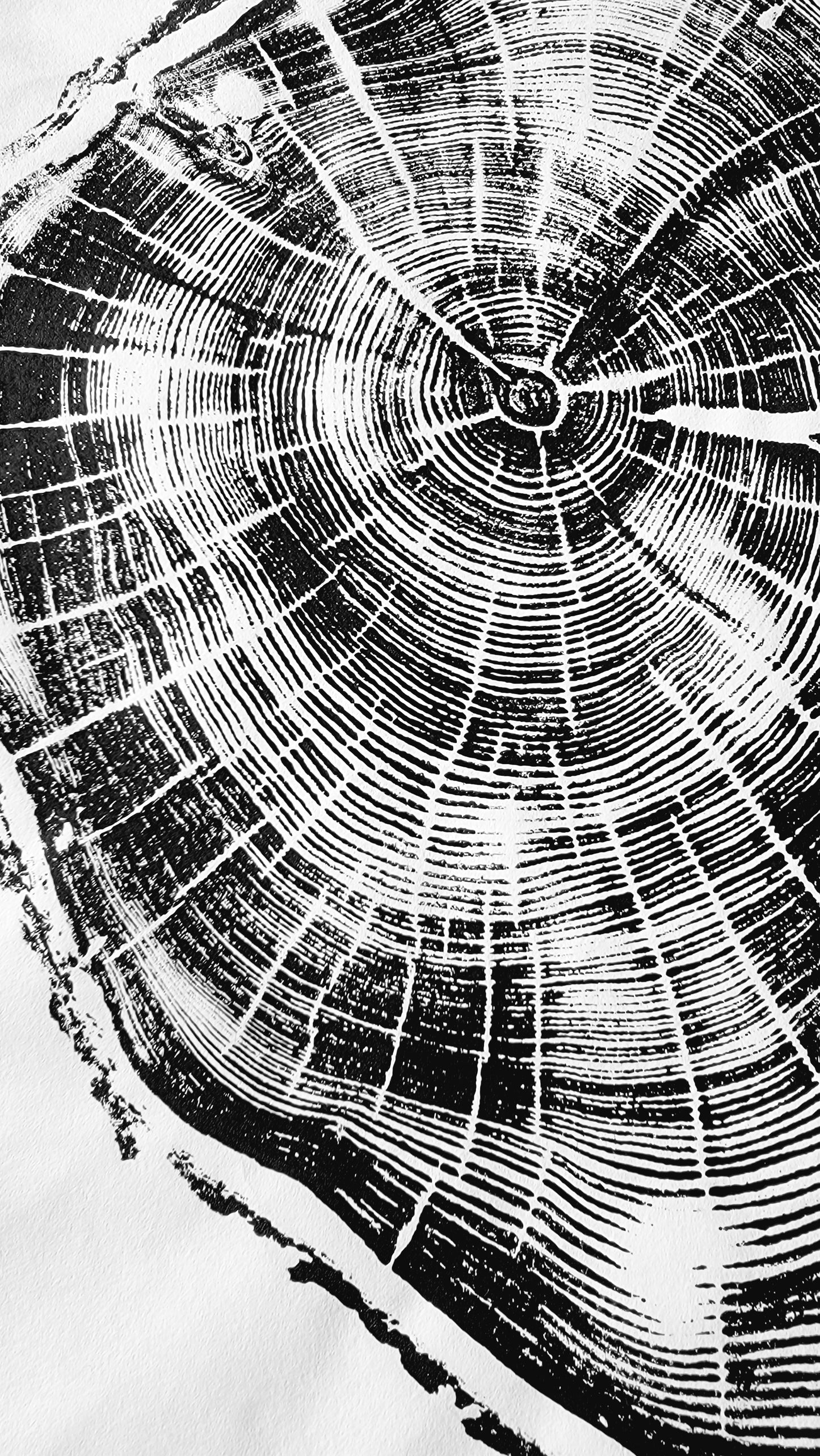 111 Year Old Banff Fir Tree