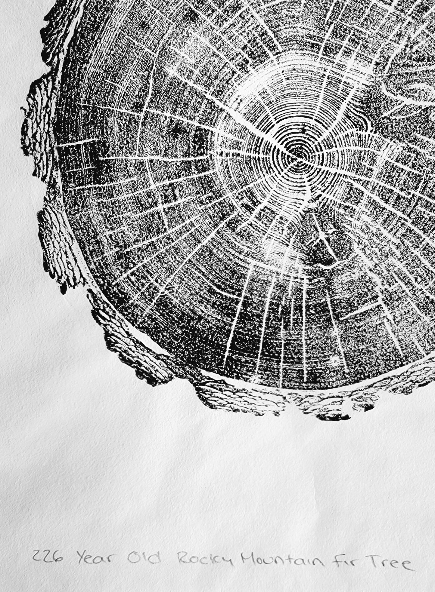 226 Year Old Rocky Mountain Fir Tree