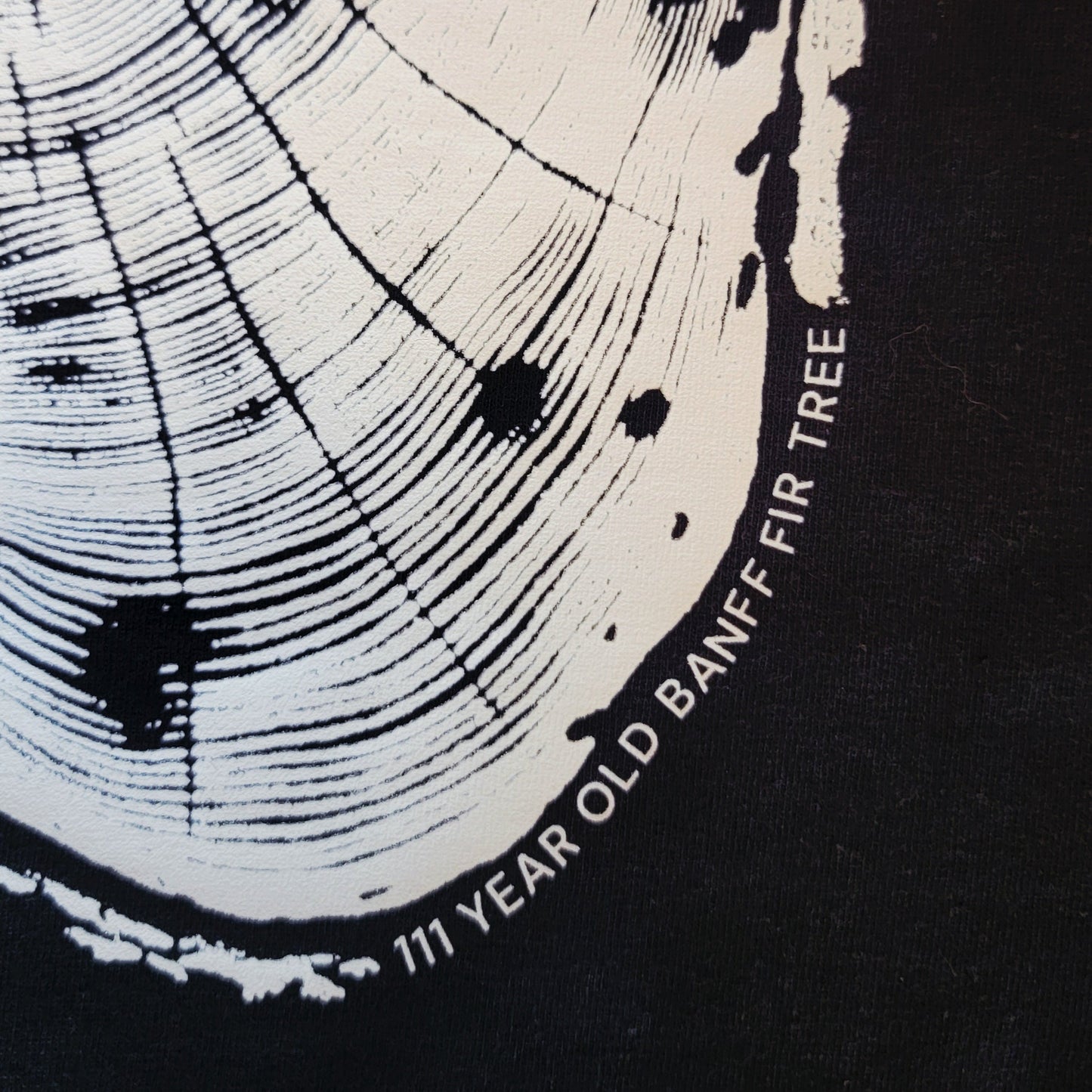 111 Year Old Banff Fir Tree