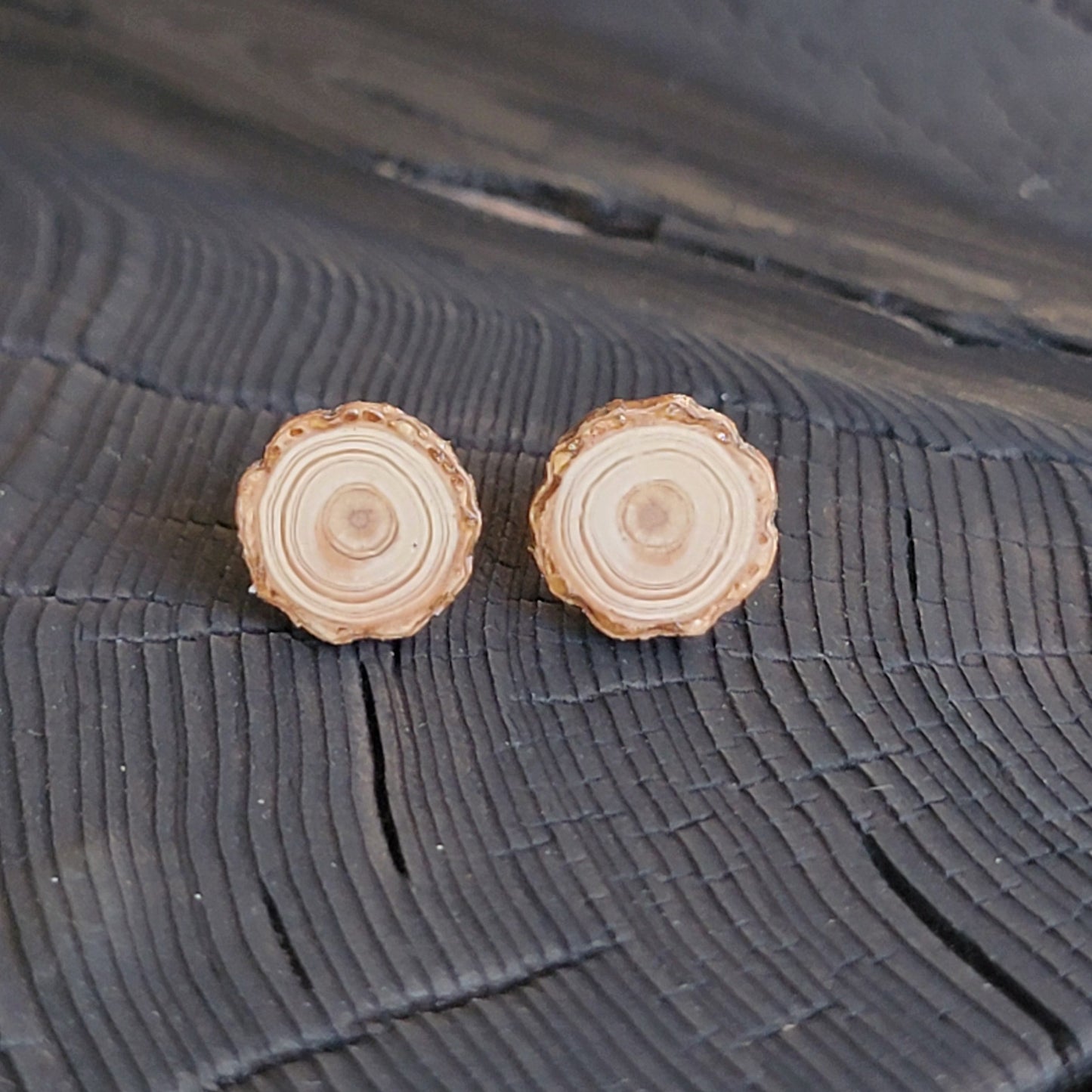 Larch Tree