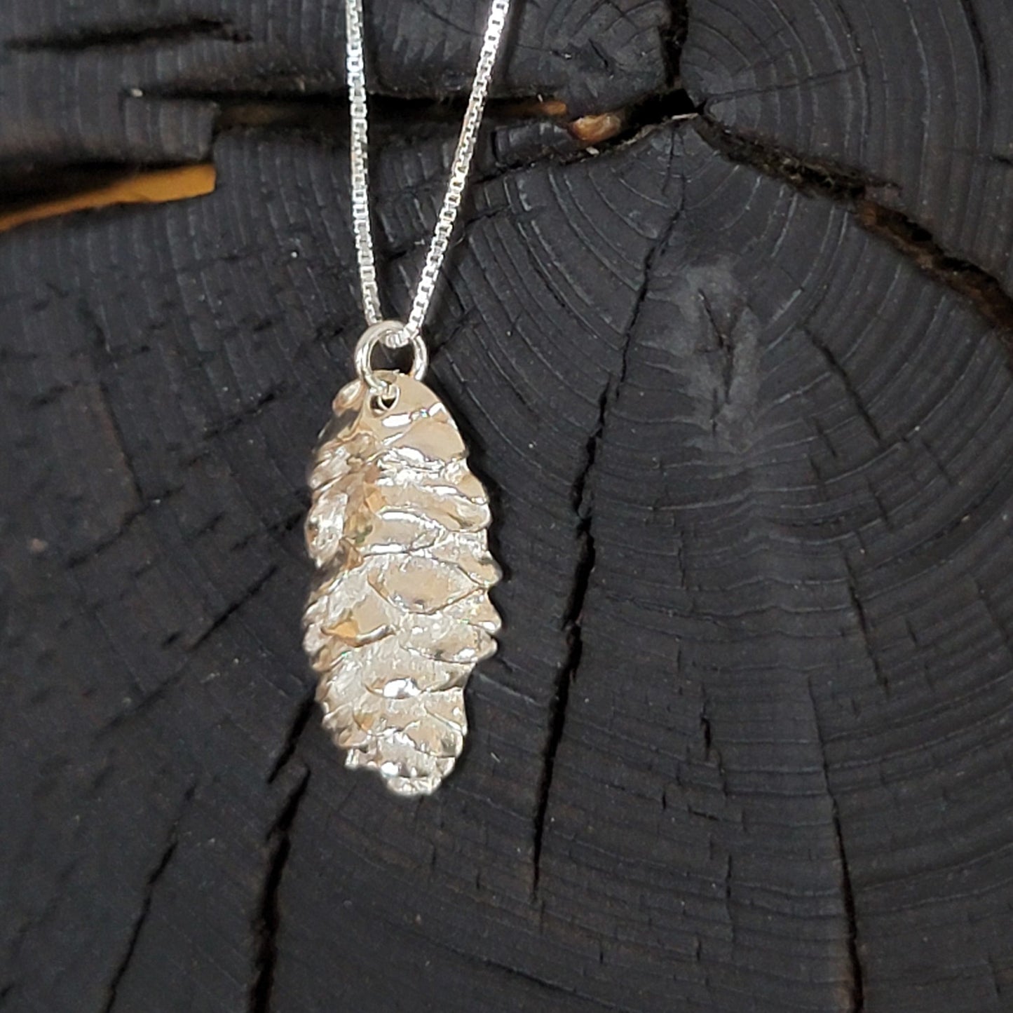 Spruce Tree Cone