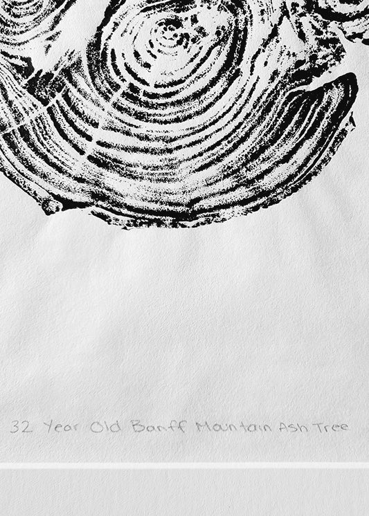 32 Year Old Banff Mountain Ash Tree