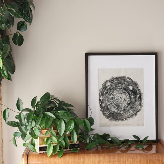 204 Year Old Canmore Fir Tree